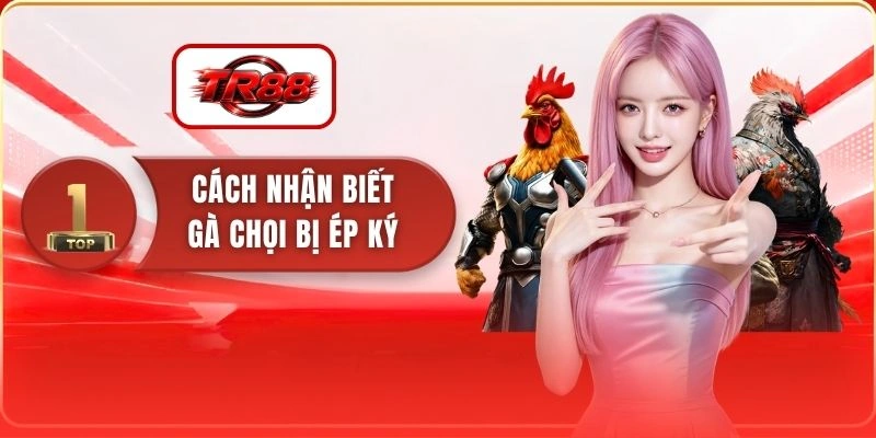 Cách Nhận Biết Gà Chọi Bị Ép Ký