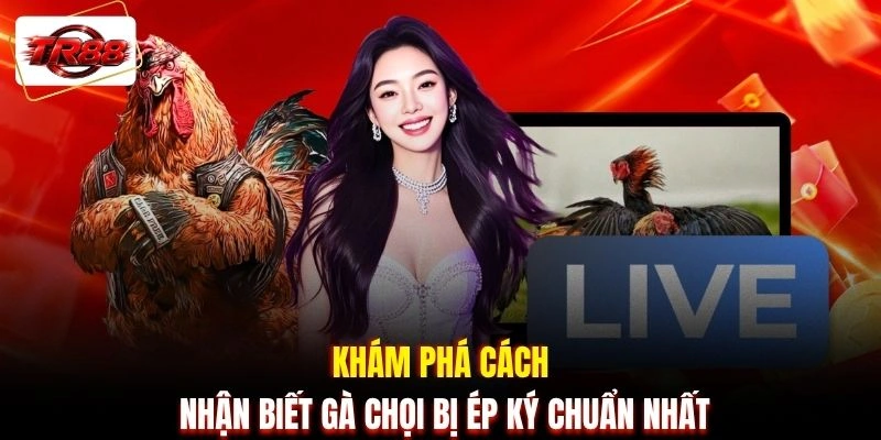 Khám phá cách nhận biết gà chọi bị ép ký chuẩn nhất