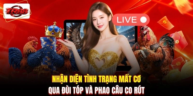 Nhận diện tình trạng mất cơ qua đùi tóp và phao câu co rút