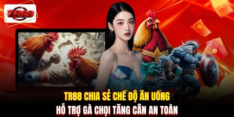 TR88 chia sẻ chế độ ăn uống hỗ trợ gà chọi tăng cân an toàn
